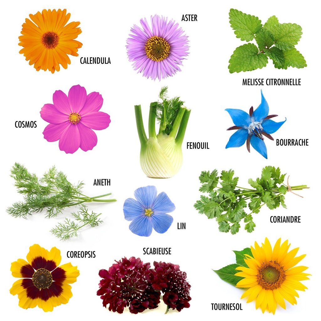 Butterfly and Bee Flower Seed Set