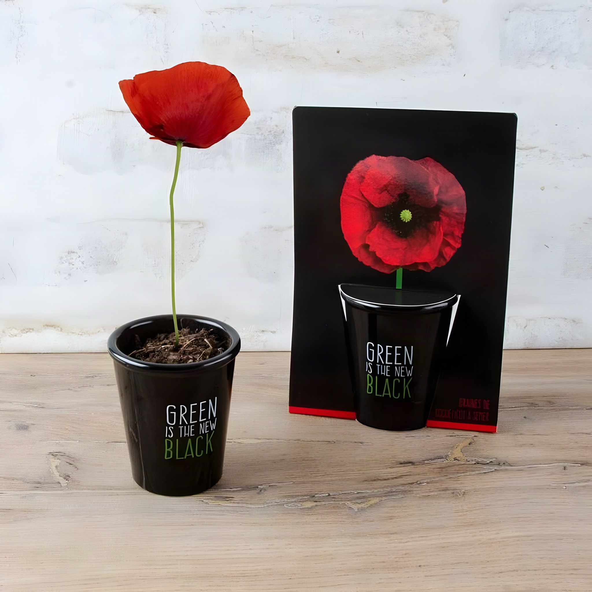 Kit de Plantation Coquelicots