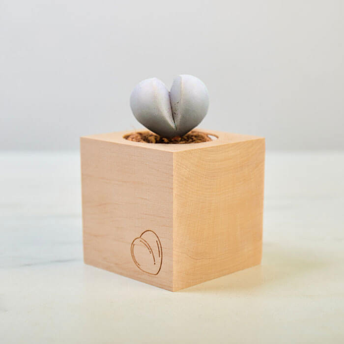 Grow A Booty Pflanzset