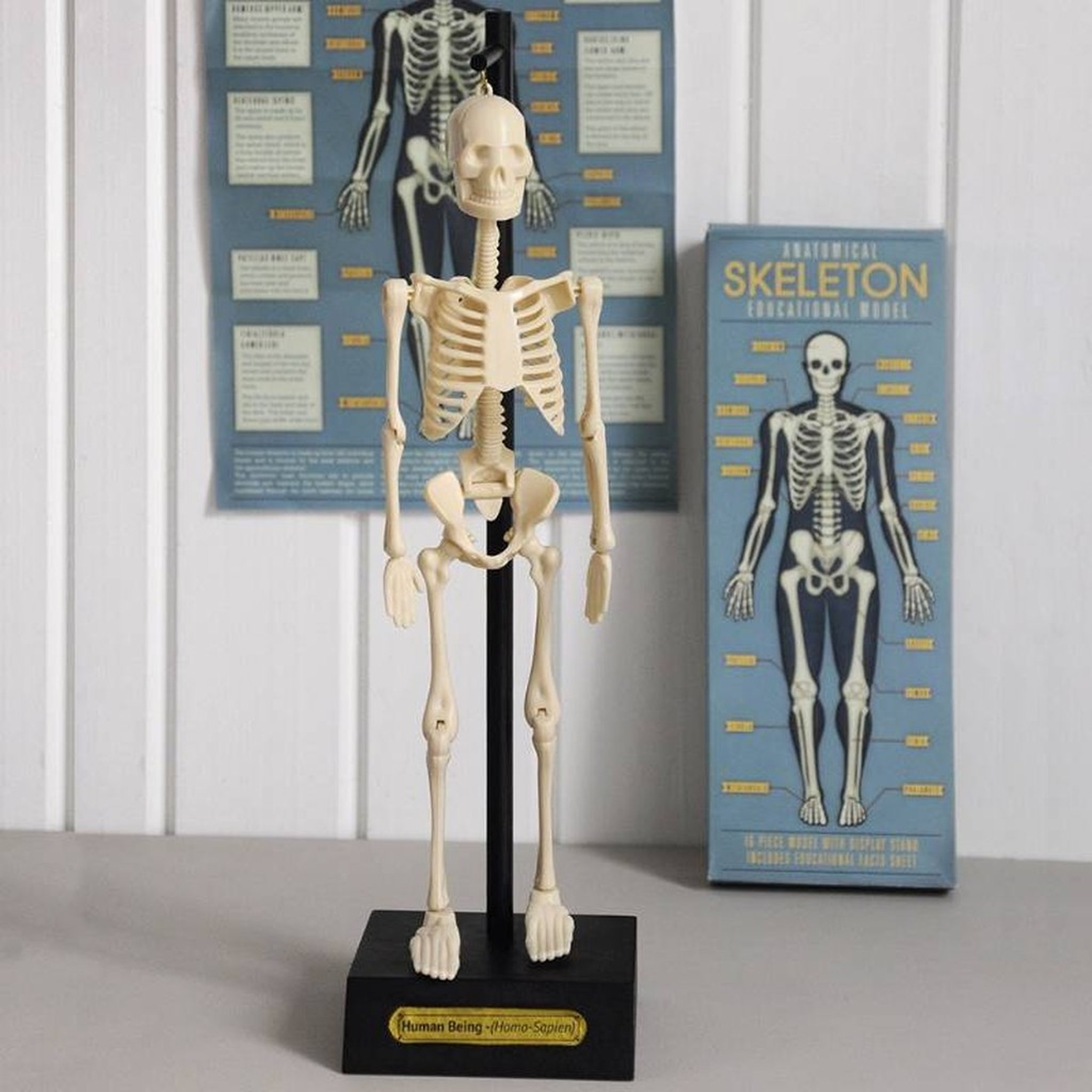 Anatomical skeleton model on its stand in front of the box on the shelf