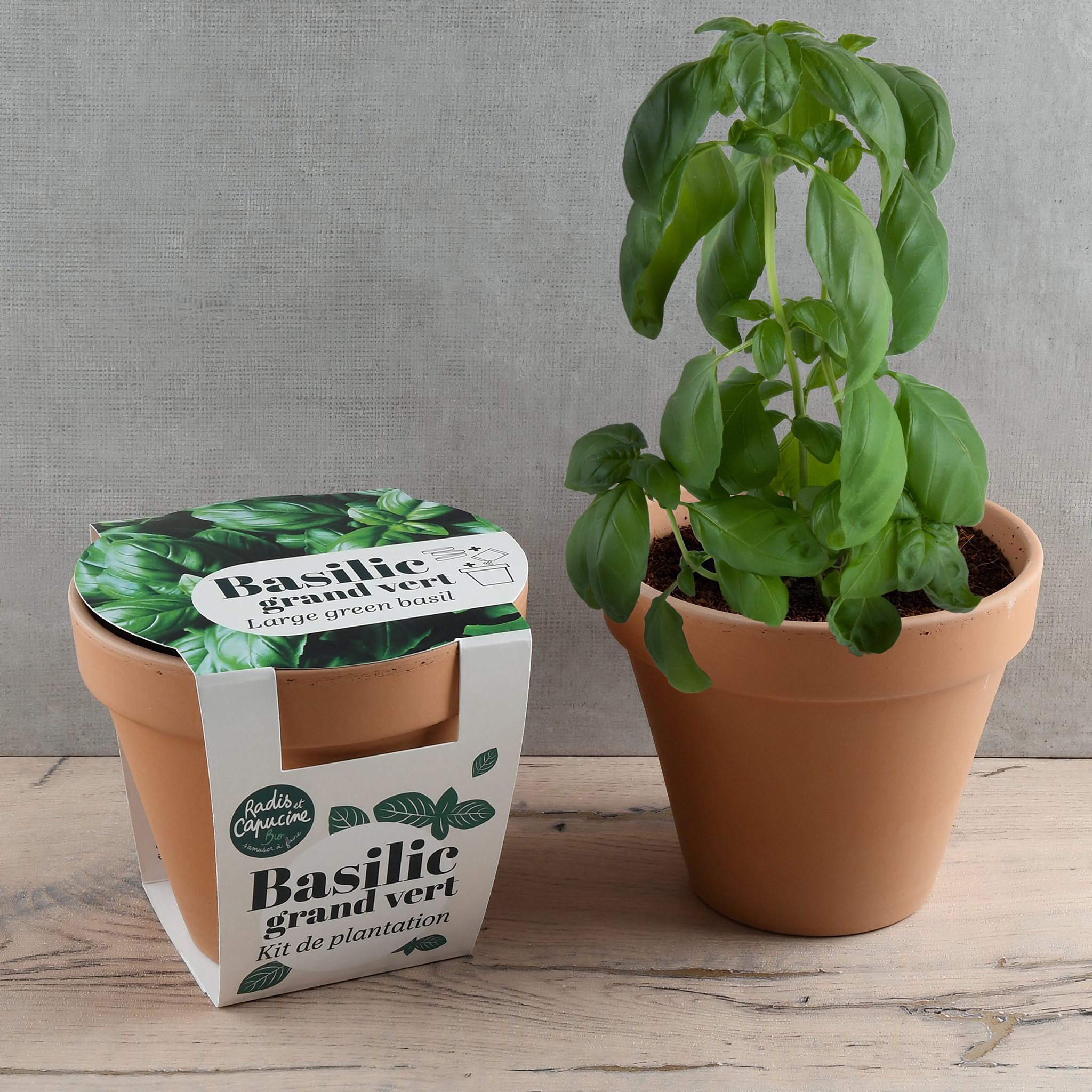 Basilikum Bio Anzuchtset Radis et Capucine – Terrakotta-Topf mit gewachsener Basilikum-Pflanze