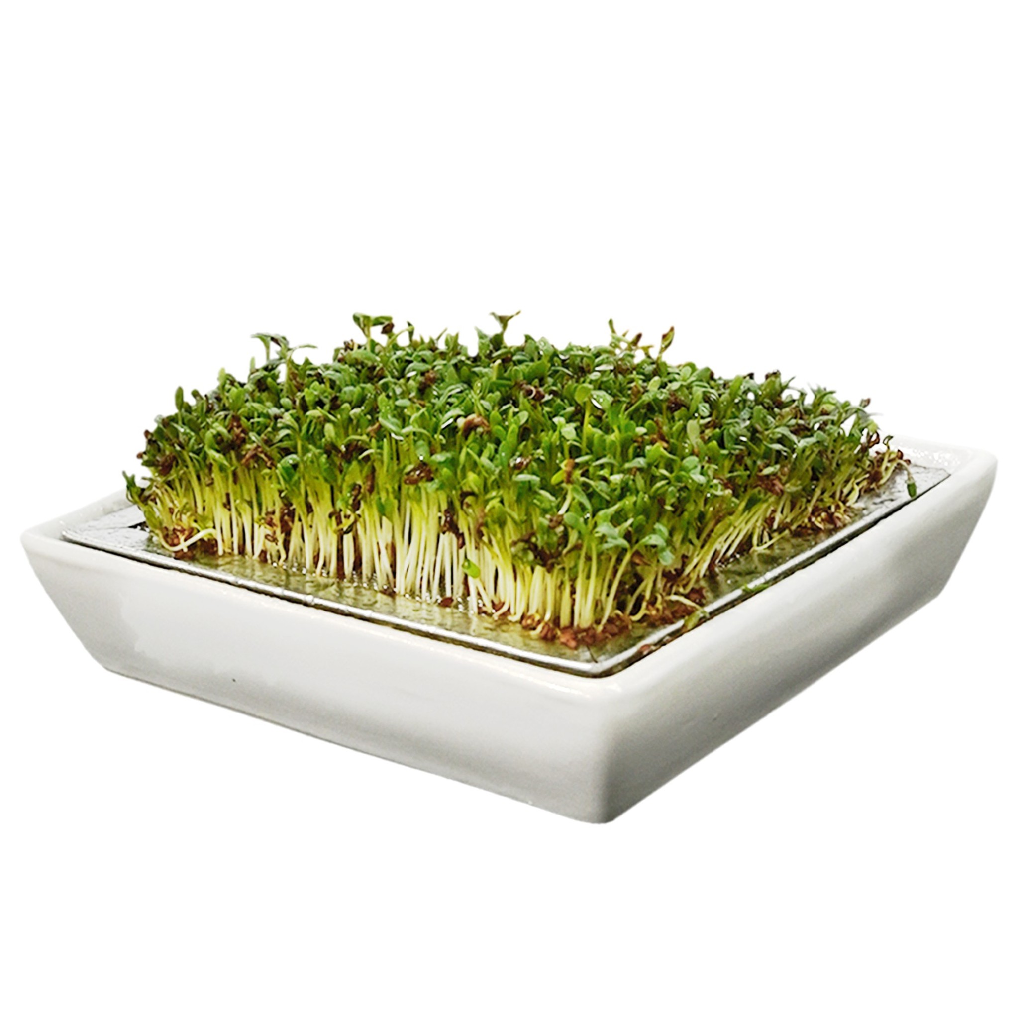 Tamis à Cresson l'Original avec cresson frais sur insert inox et bol céramique