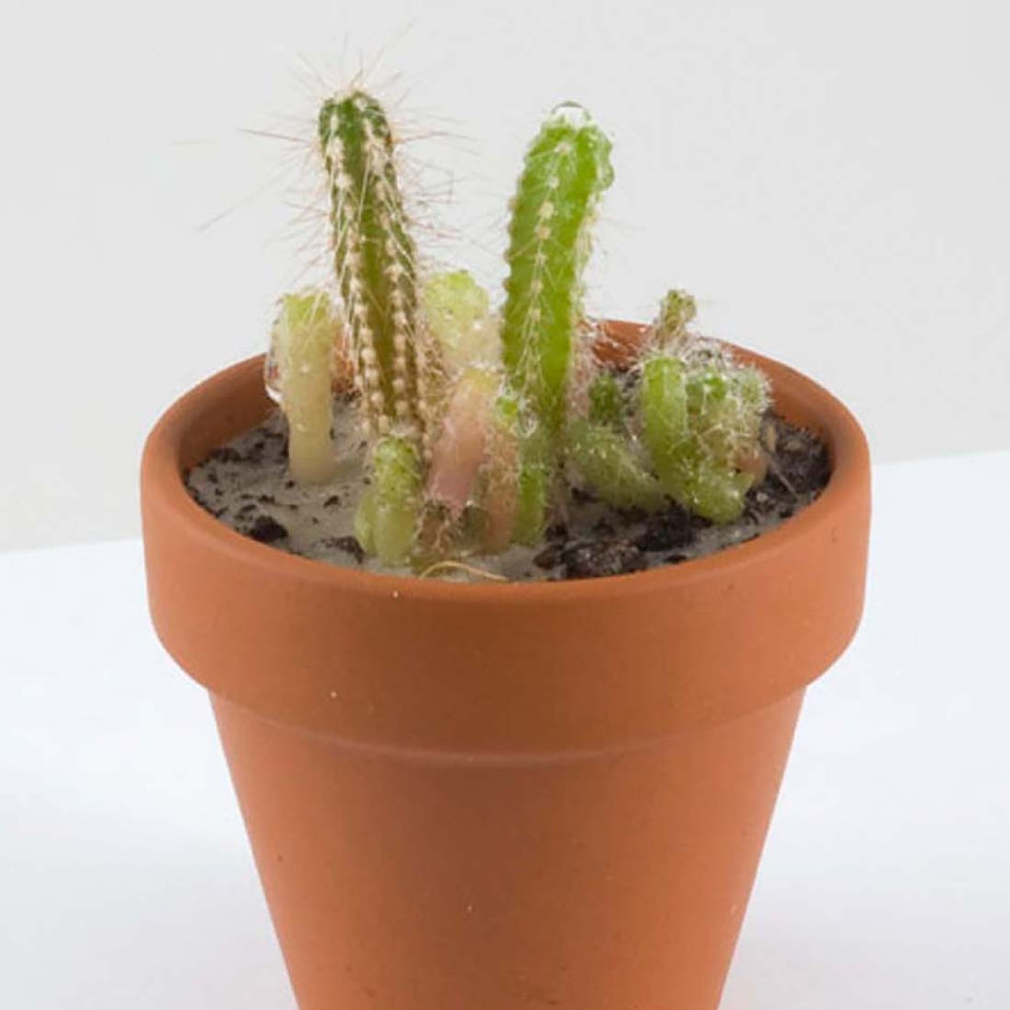 Fairy Castle Cactus in terracotta pot