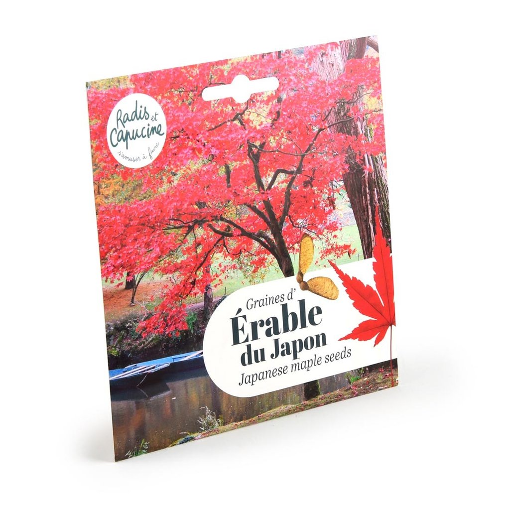 Samen-Set Roter Ahorn