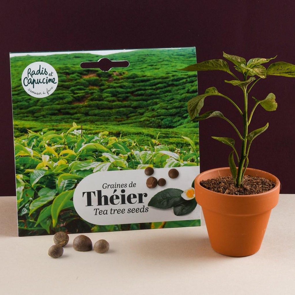 Radis et Capucine Teebaum Samen zum Selberziehen