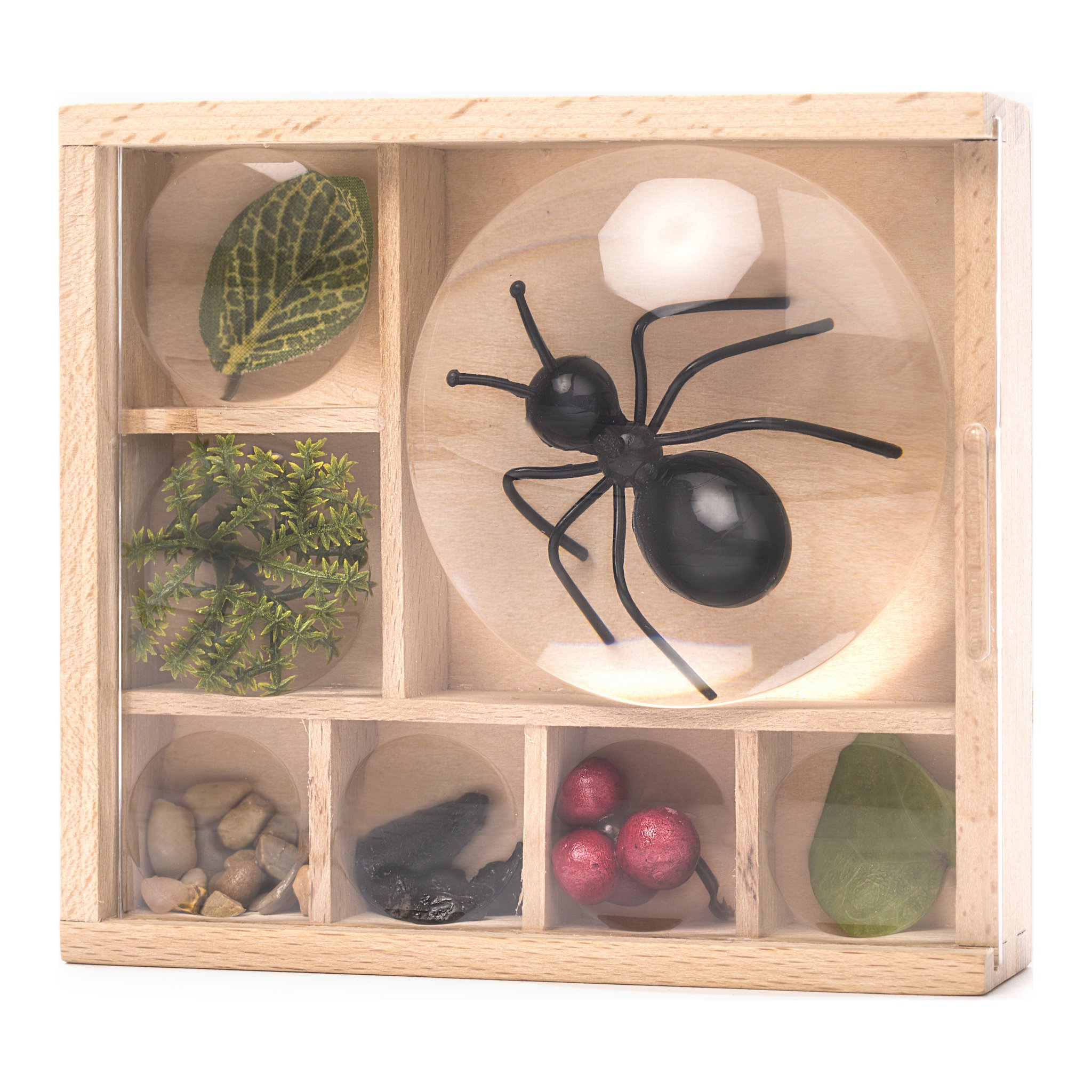 Boîte à insectes en bois avec loupe, araignée et feuilles dans les compartiments