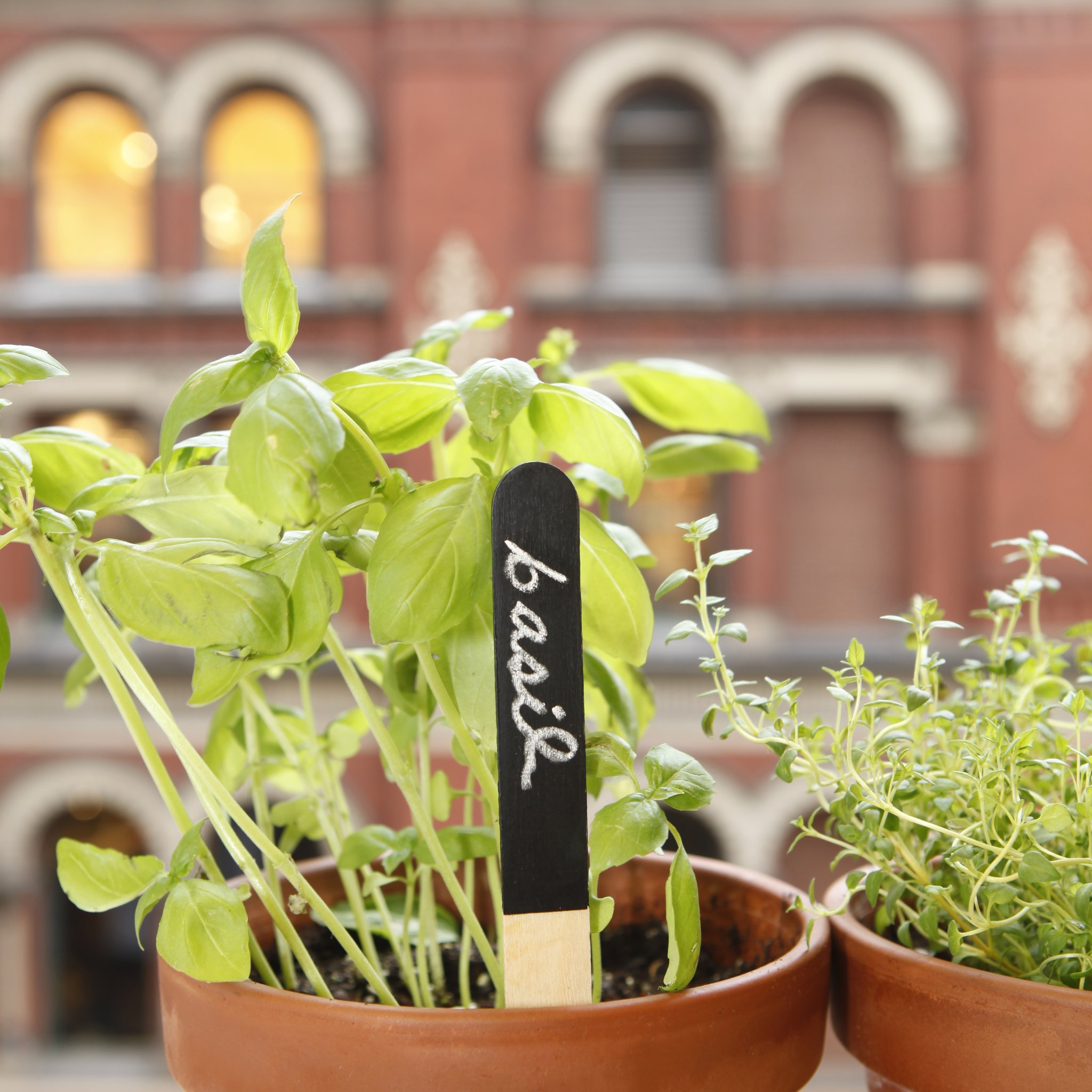 Pflanz-Stecker «Basil» in einem Kräutertopf