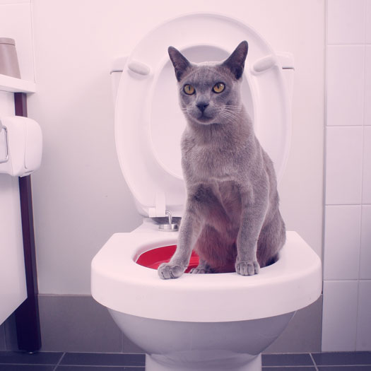 Katzenklo für die Toilette Litter Kwitter