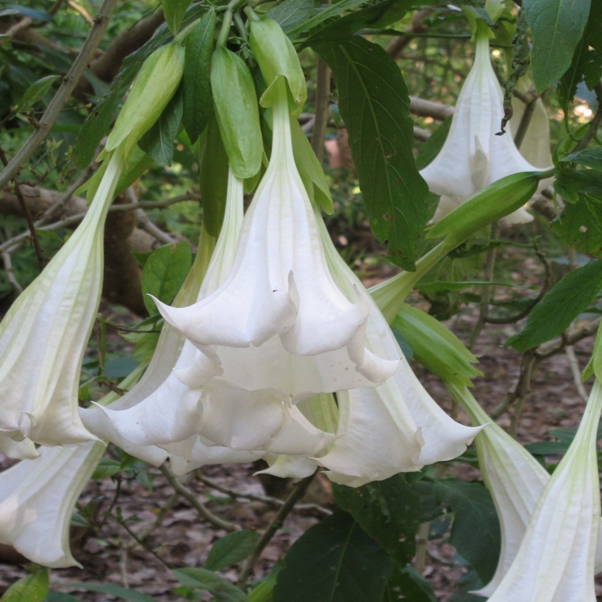 White Angel's Trumpet Seeds