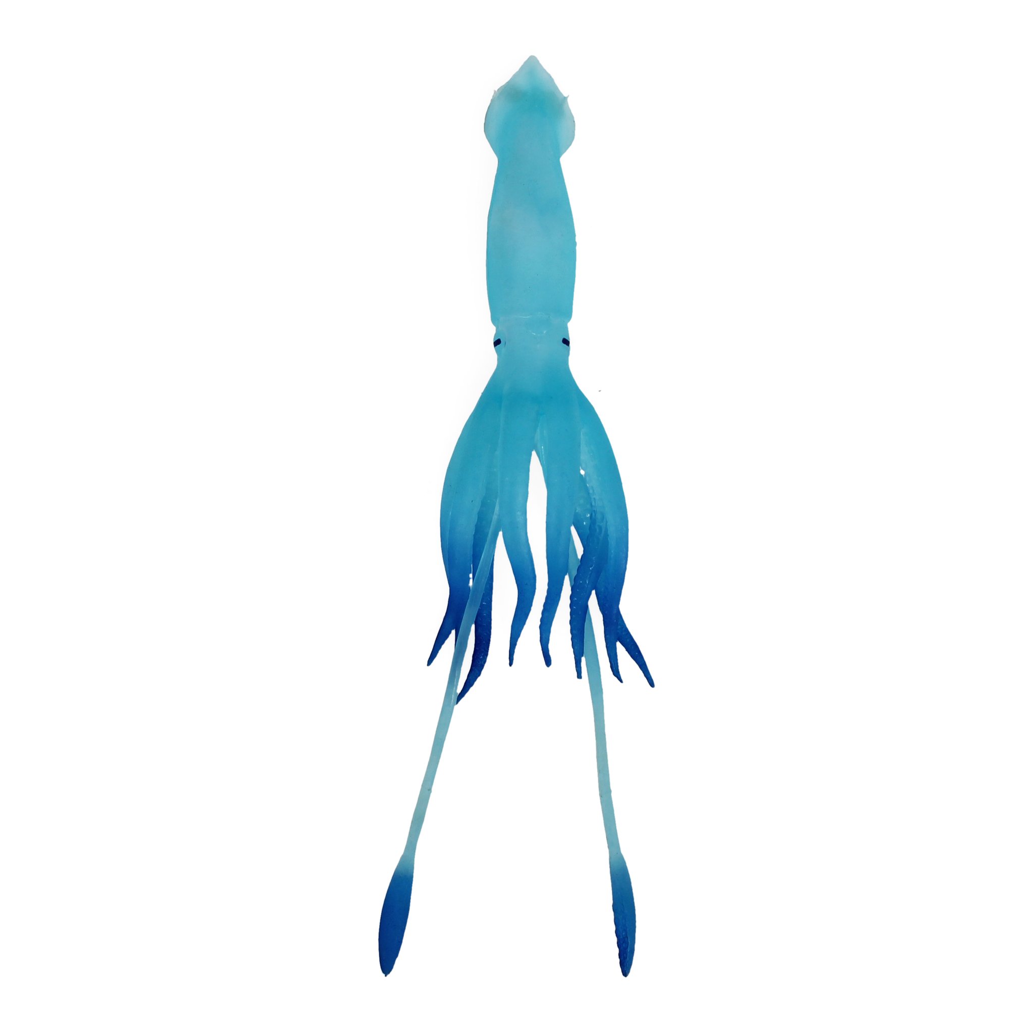 Der blaue Tintenfisch mit langen Fangarmen freigestellt