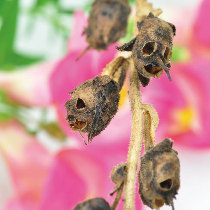 Snapdragon Totenkopf Pflanzset