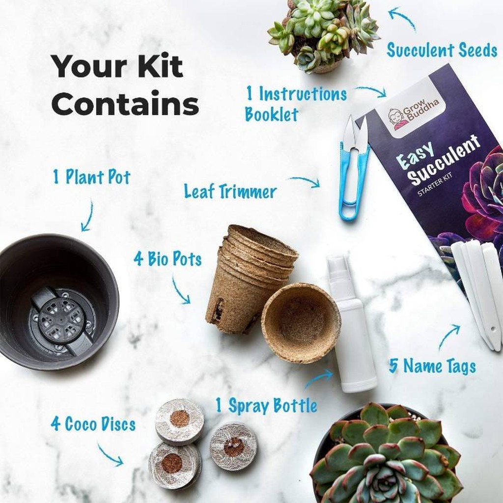 Kit de démarrage pour plantes succulentes