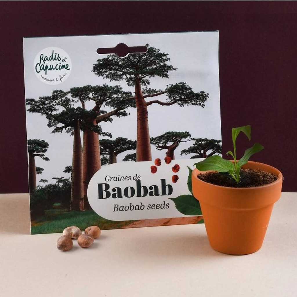 Baobab Samen aus Senegal