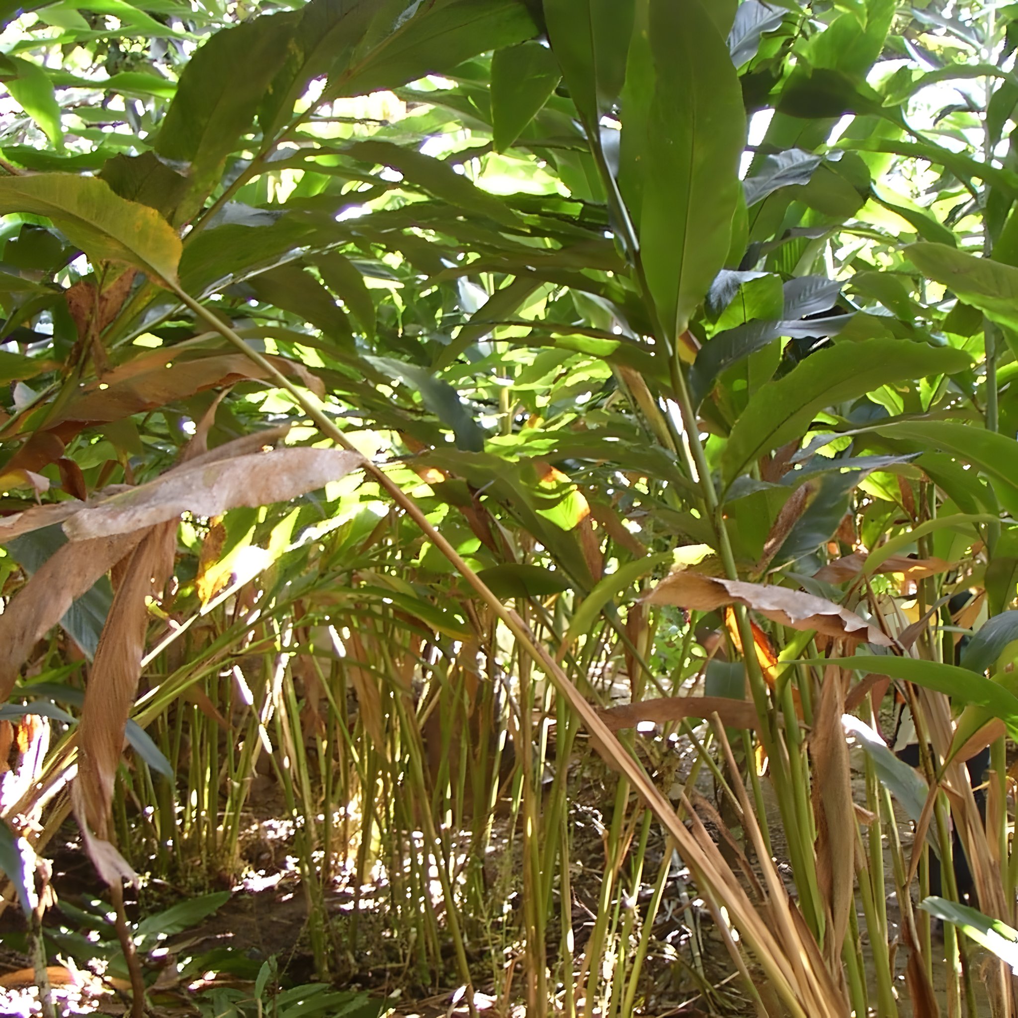 Piante di cardamomo fitte con foglie lunghe