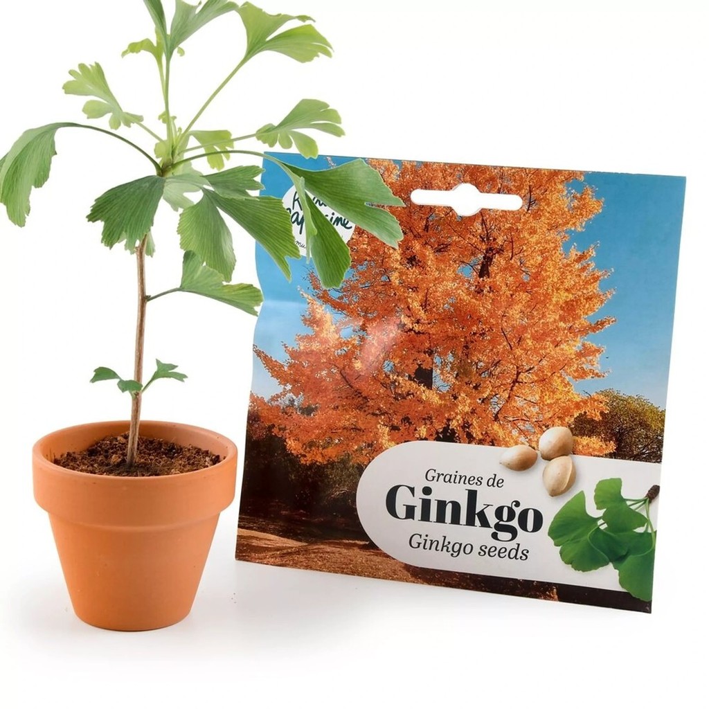 Semi di Gingko Biloba
