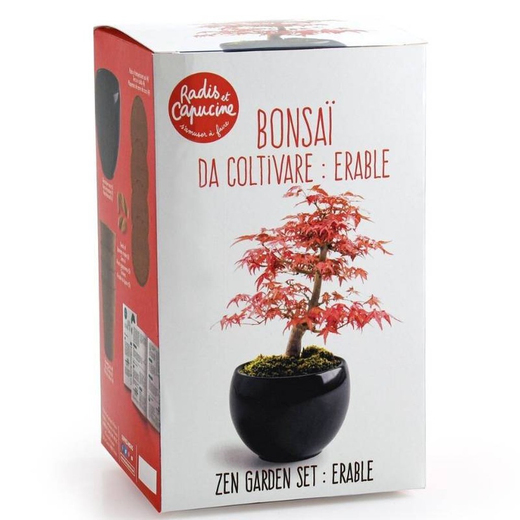 Bonsai Growing Kit Red Maple