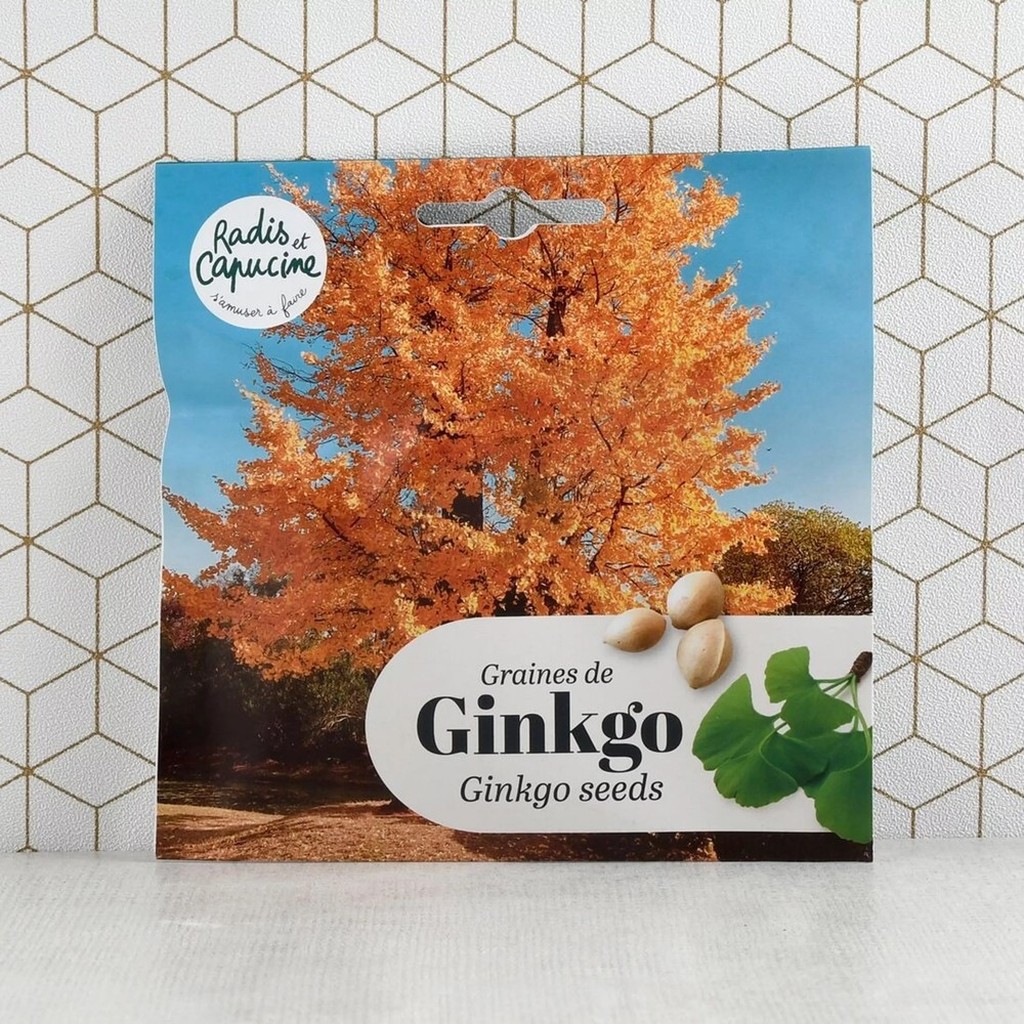 Gingko Biloba Samen Set