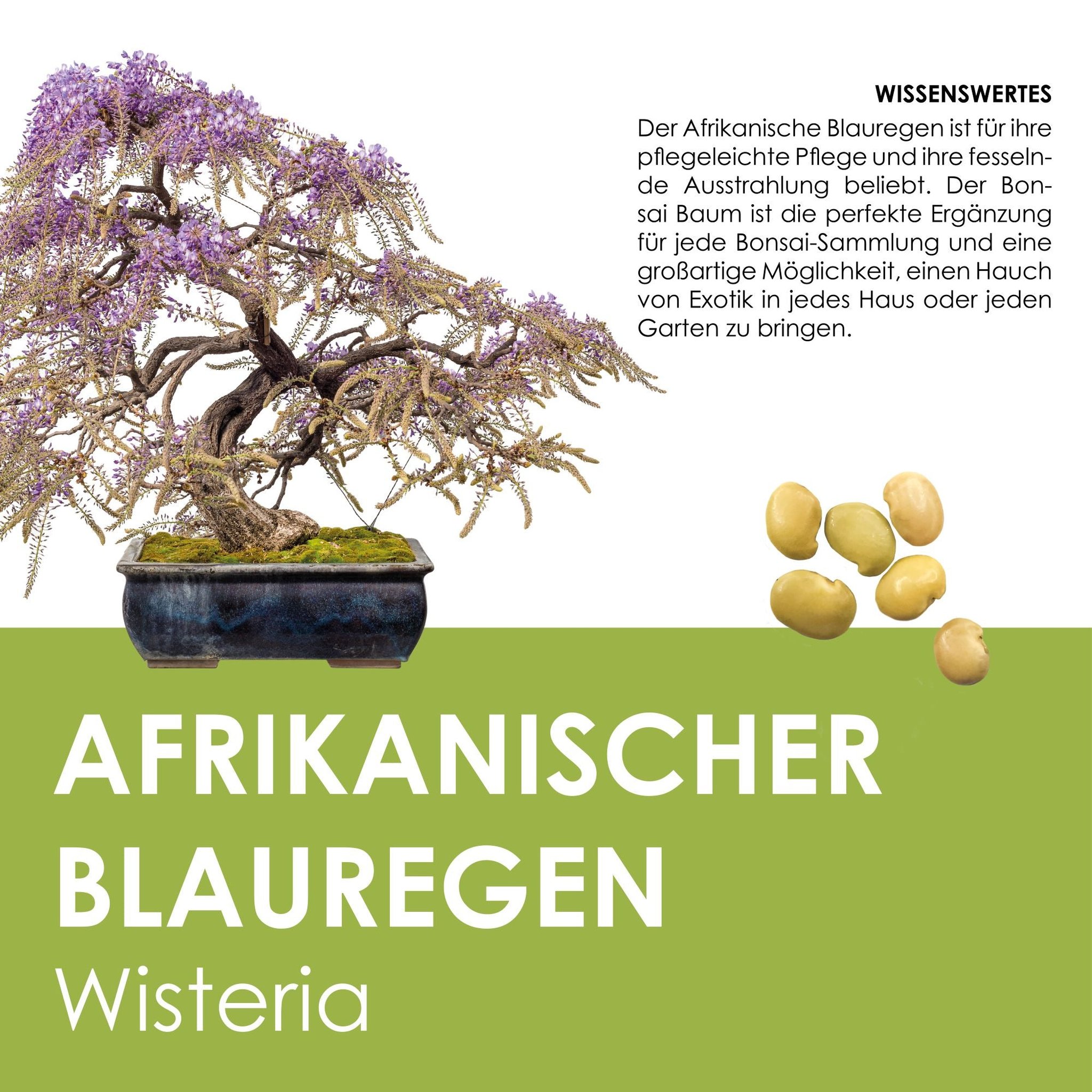 Afrikanischer Blauregen Wissenswertes Bonsai-Eigenschaften und Premium-Saatgut