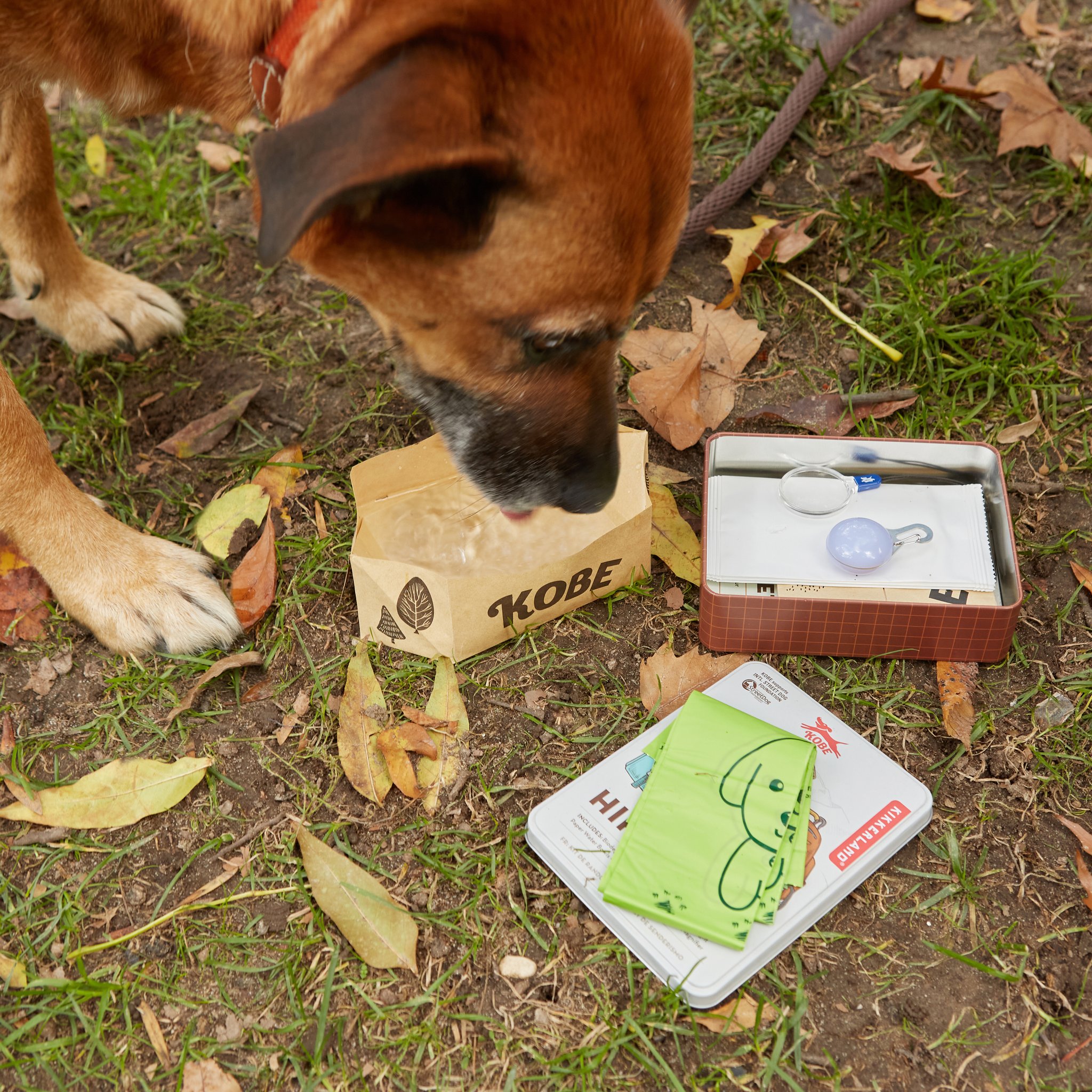 Hund schnuppert am Kobe-Wanderausflug-Set auf der Wiese