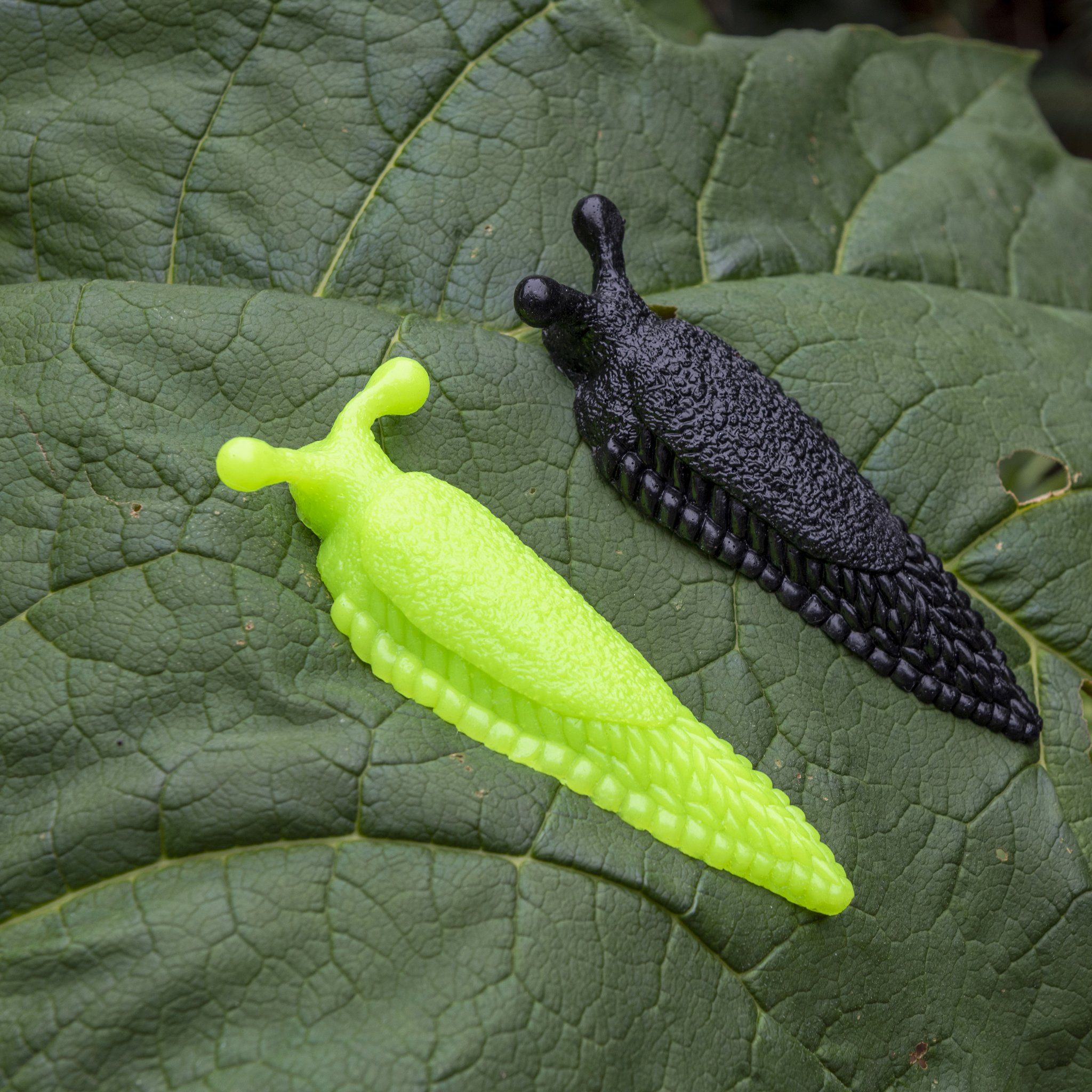 Green and black rubber slug on a large green leaf