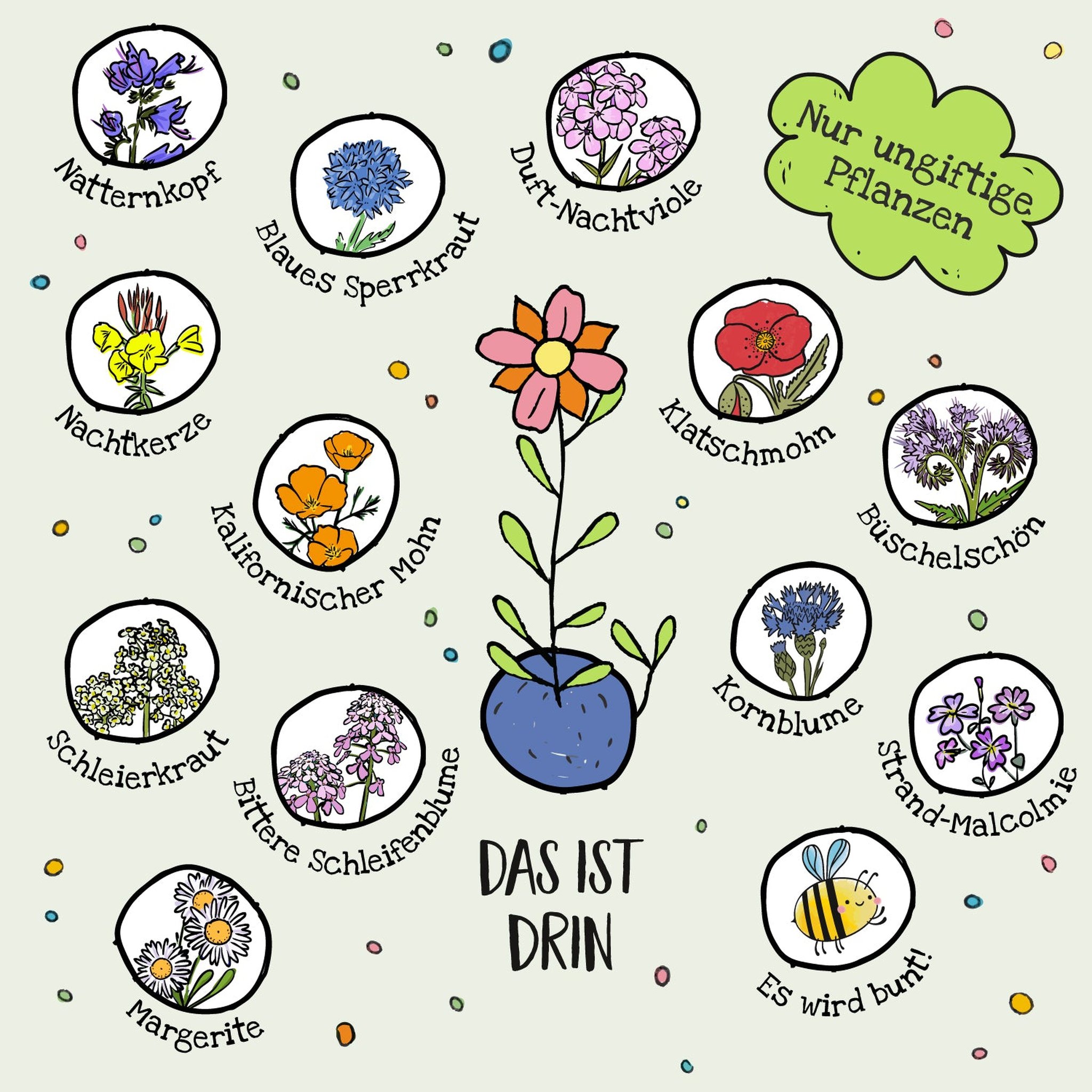Illustrierte Übersicht der Blumensorten in den Blumenmurmeln, etwa Klatschmohn, Kornblume und Margerite