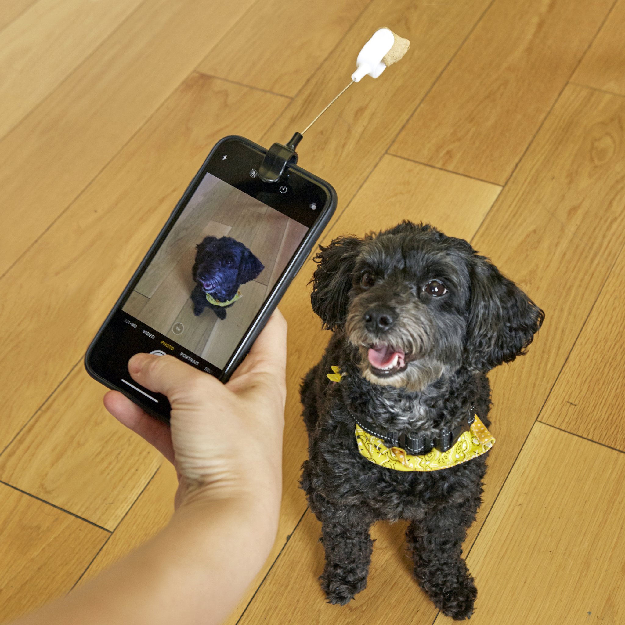 Selfie-Gadget mit Leckerli am Smartphone, schwarzer Hund schaut in die Kamera