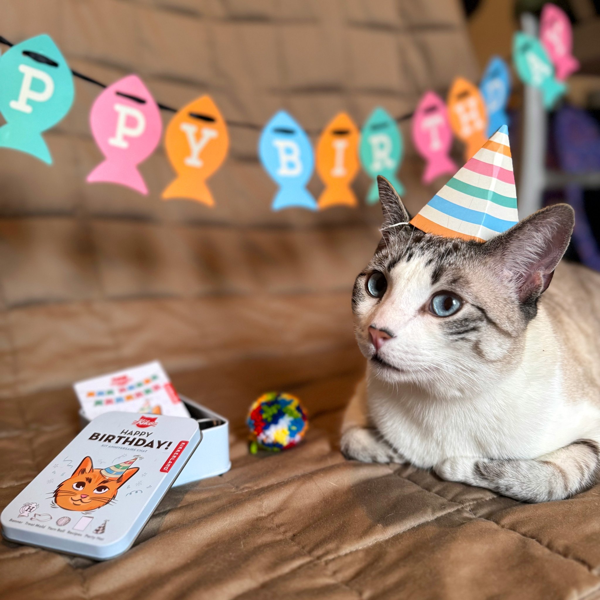Katze liegt mit Partyhut neben Dose, Wollball und Girlande