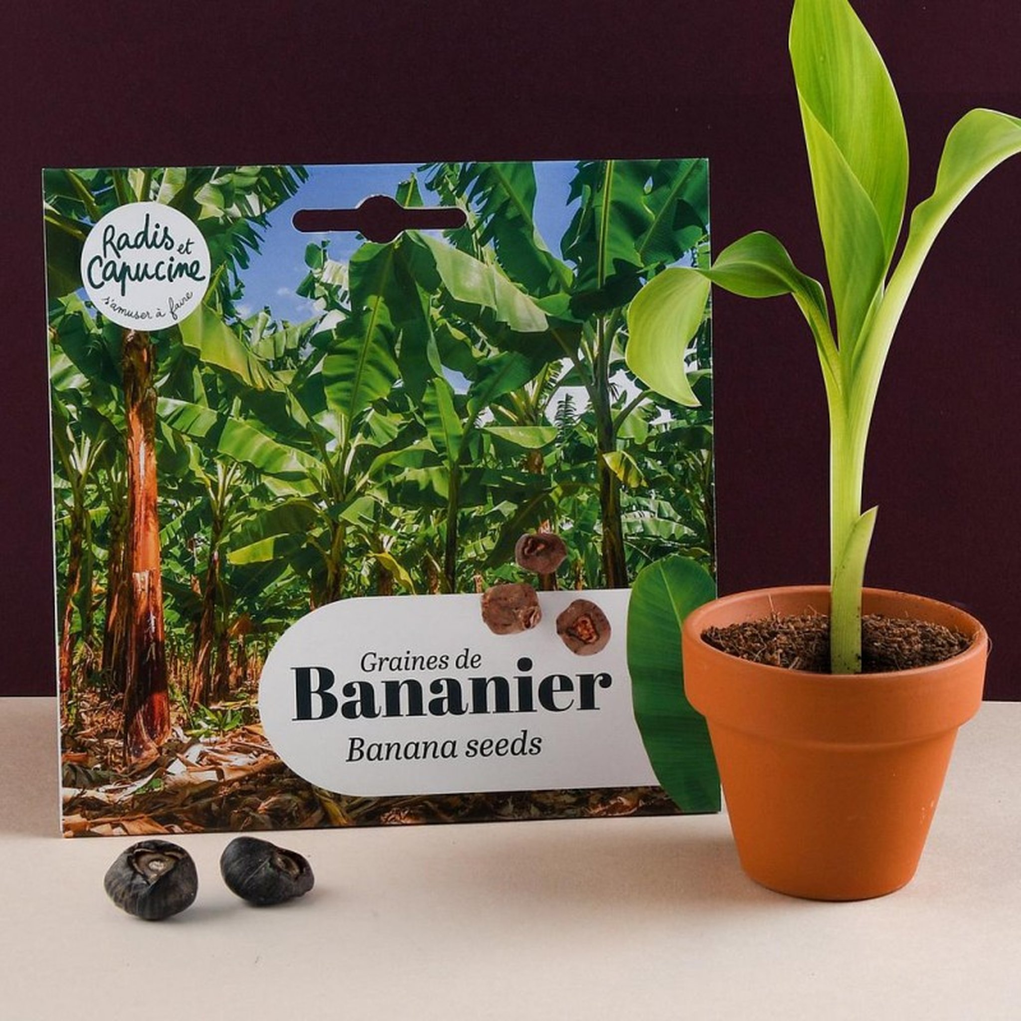 Banana tree seeds lifestyle – pack with terracotta pot and seedling