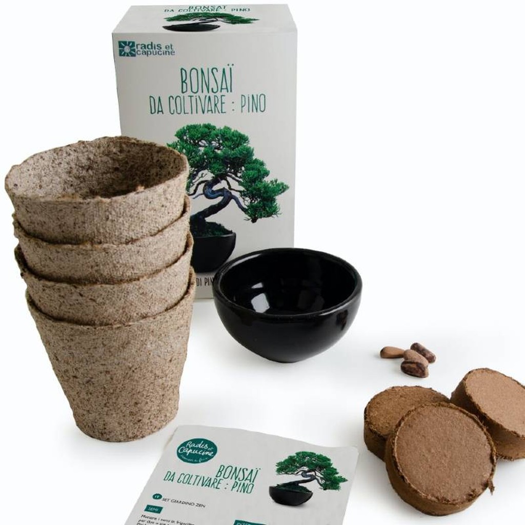 Bonsai-Set Schirmkiefer