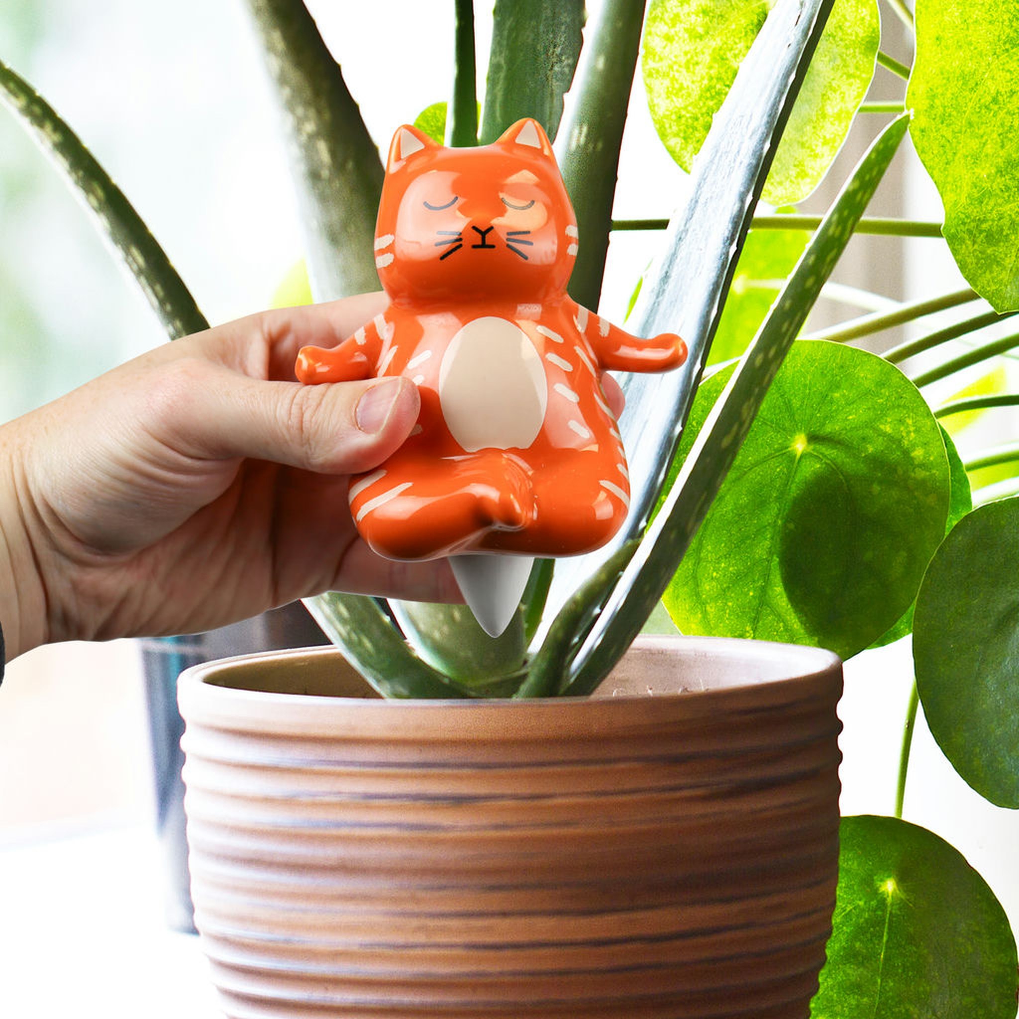 Yoga-Katze Wasserspender bei einer Zimmerpflanze