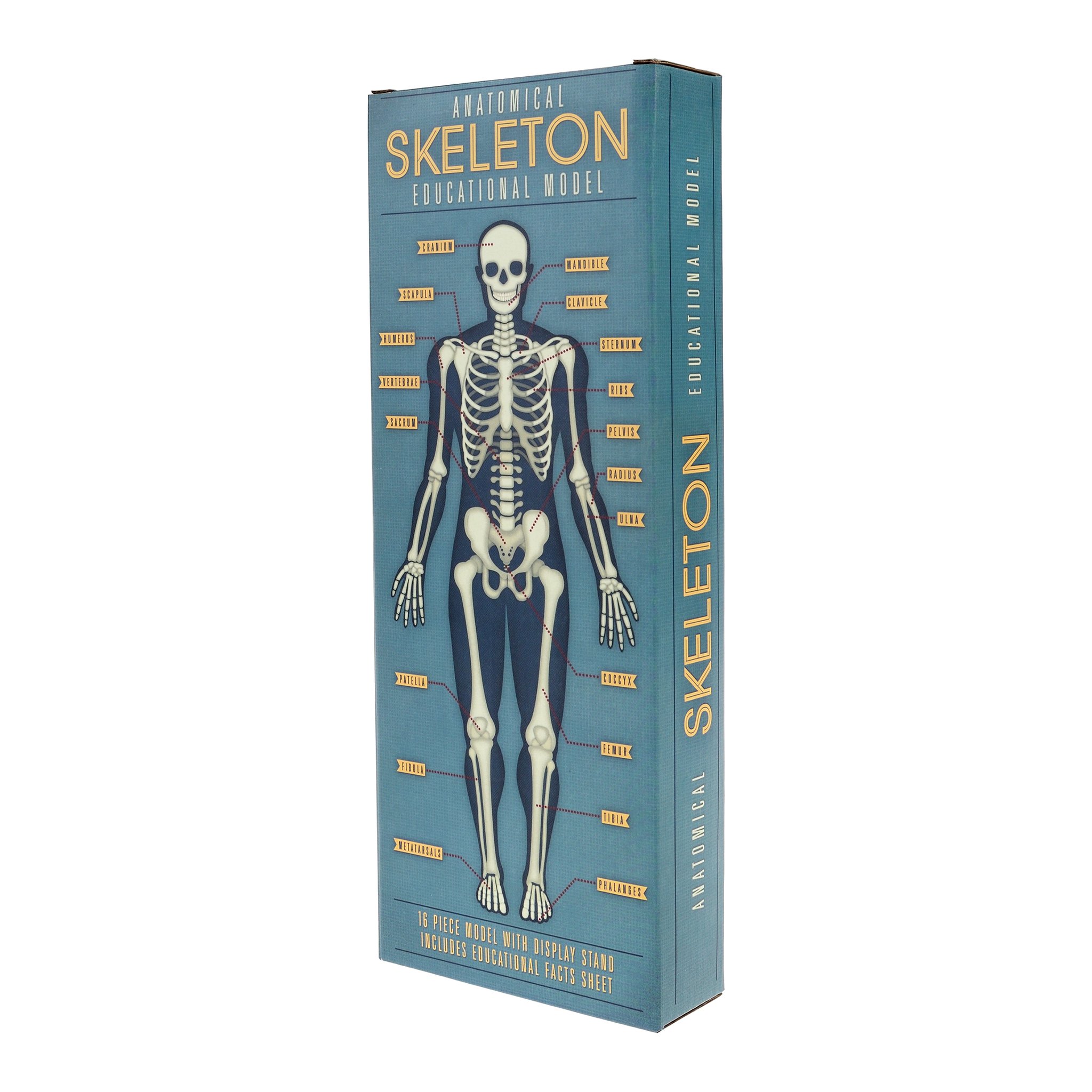 Verpackung «Anatomical Skeleton Educational Model» in Blau