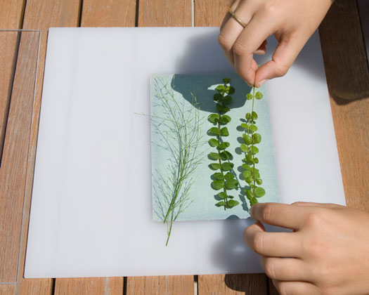 Sunography Lichtempfindliches Papier