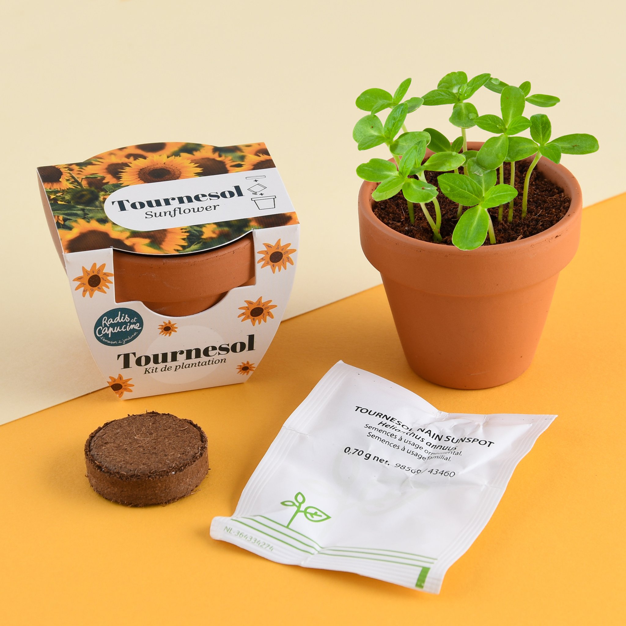Mini Kit Tournesol – Contenu et plante poussée