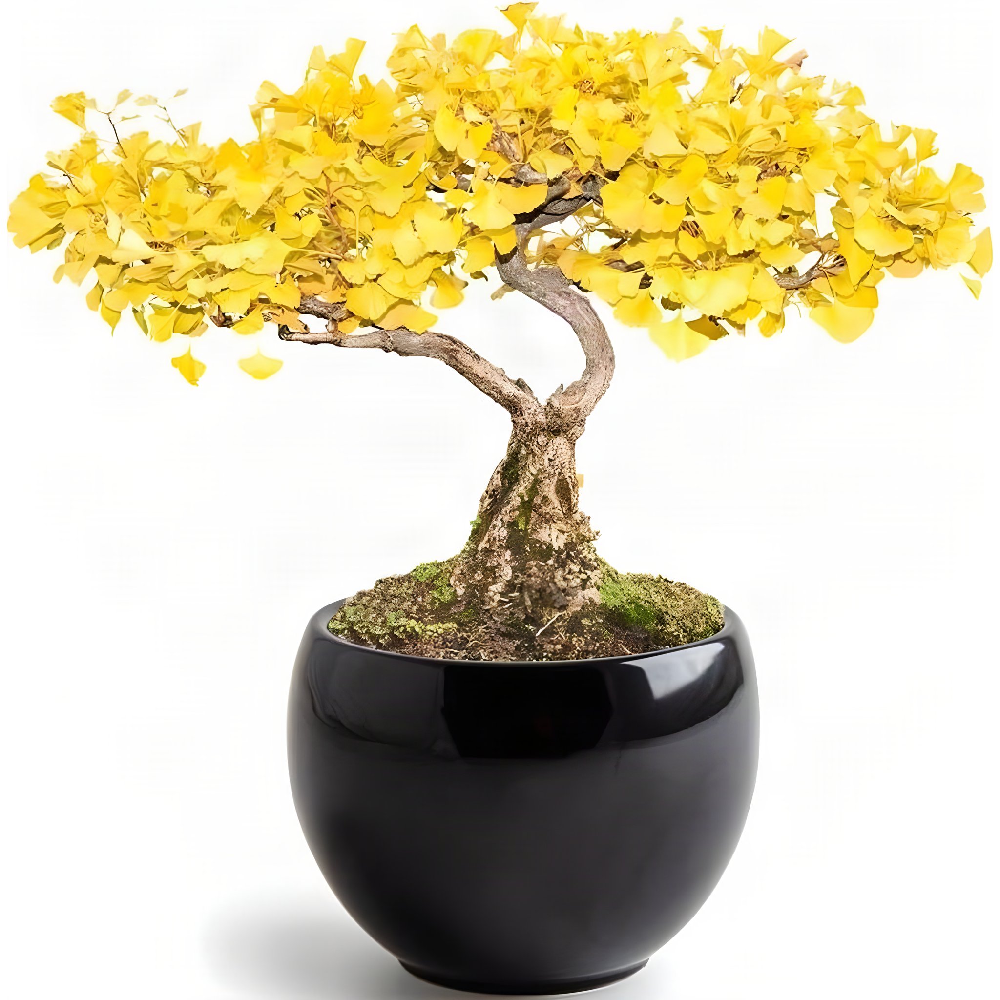 Kit Bonsai Ginkgo biloba fossile vivant