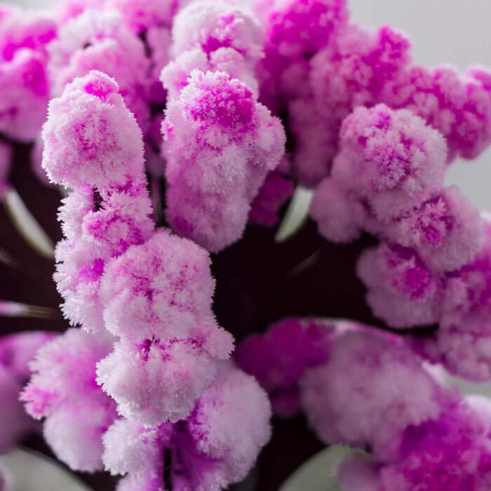 Arbre Sakura Magique