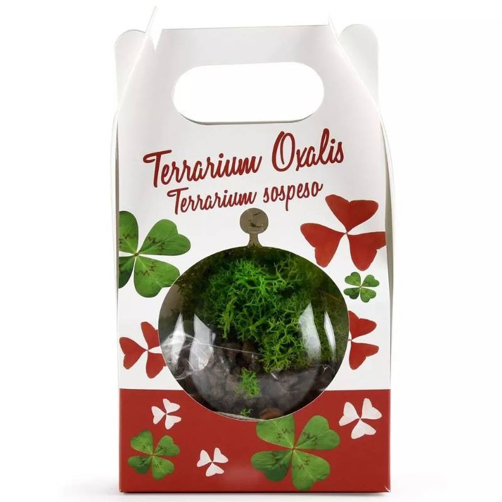 Hanging Lucky Charm Terrarium with Four-Leaf Clover