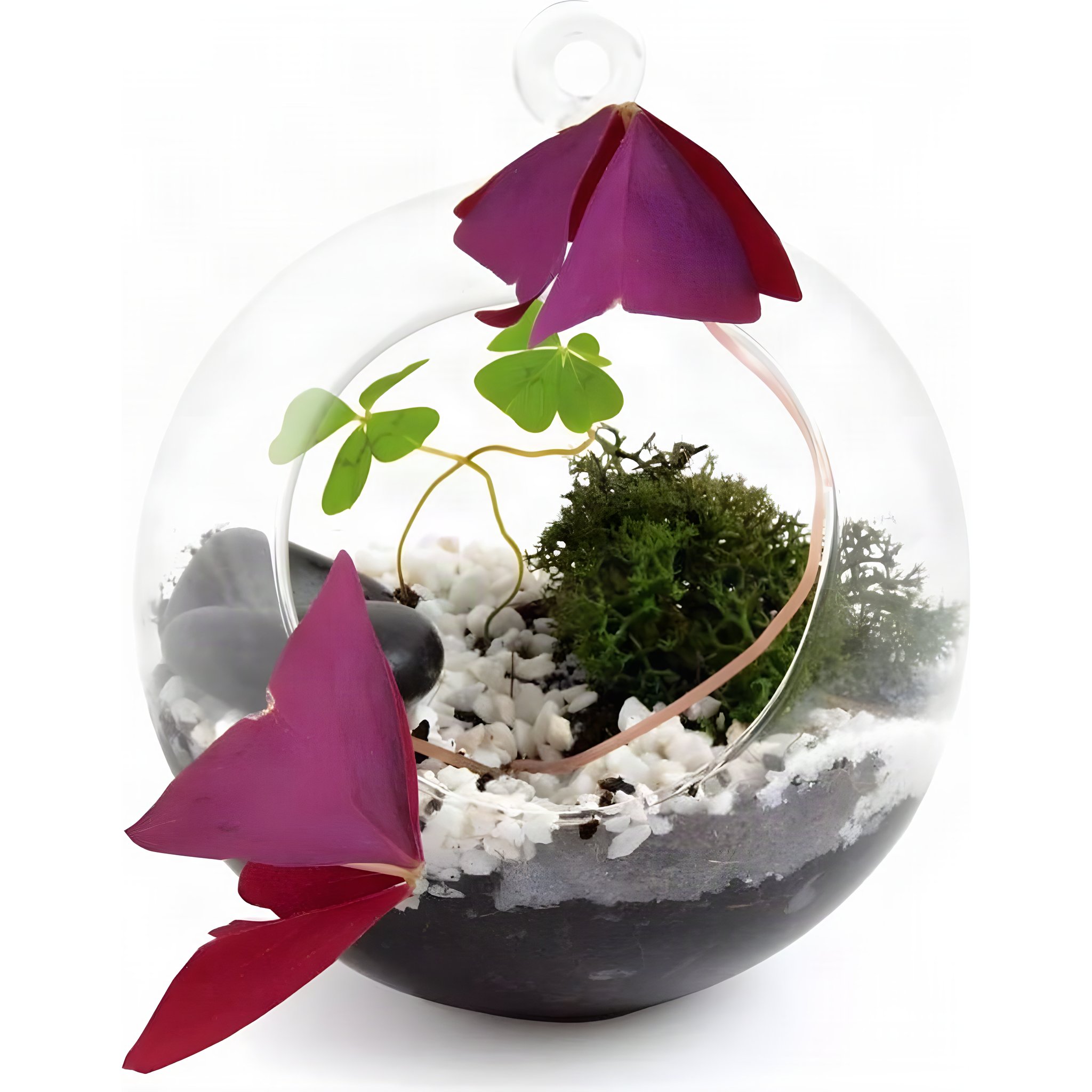 Hängendes Glücksbringer-Terrarium mit vierblättrigem Kleeblatt &ndash; DIY-Kit