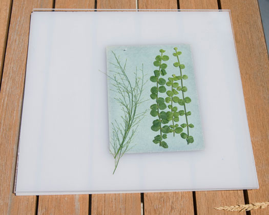 Sunography Lichtempfindliches Papier