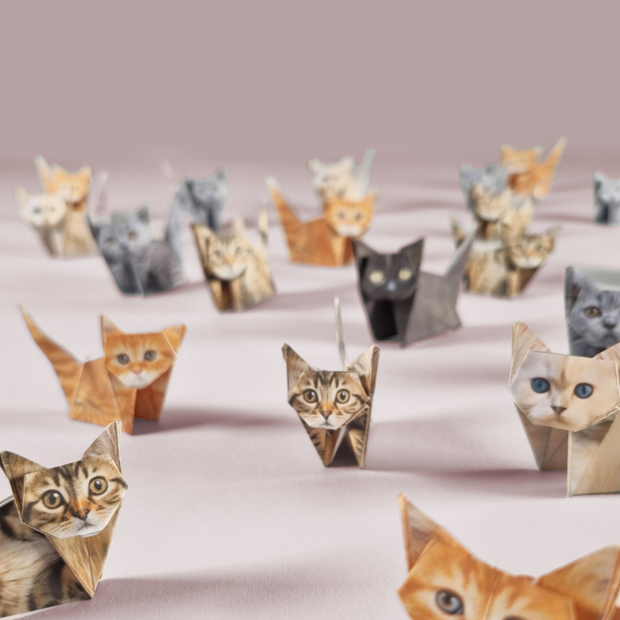 Paper Cats Origami-Set – 50 Falt-Katzen (Bild 2)