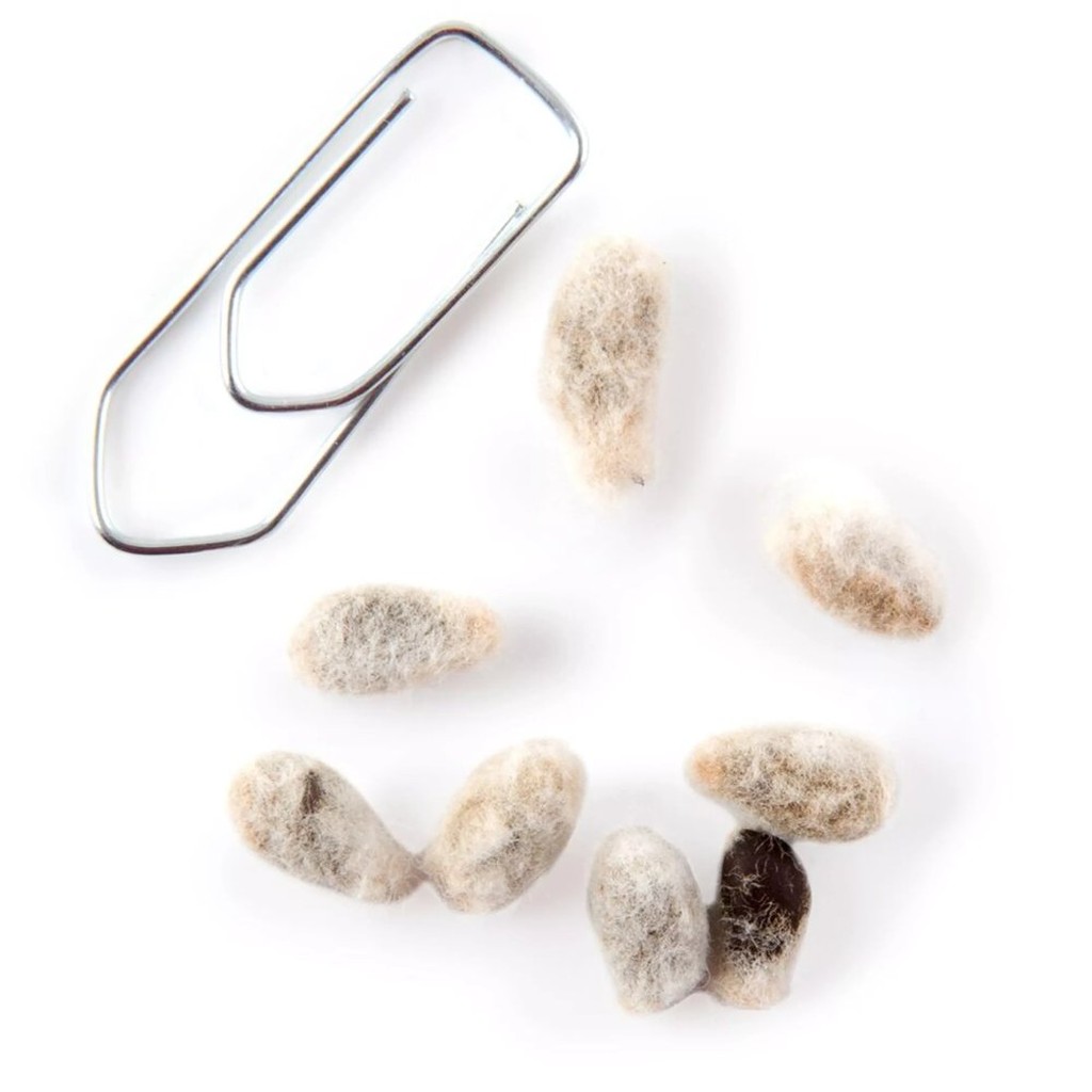 Louisiana Baumwoll-Samen