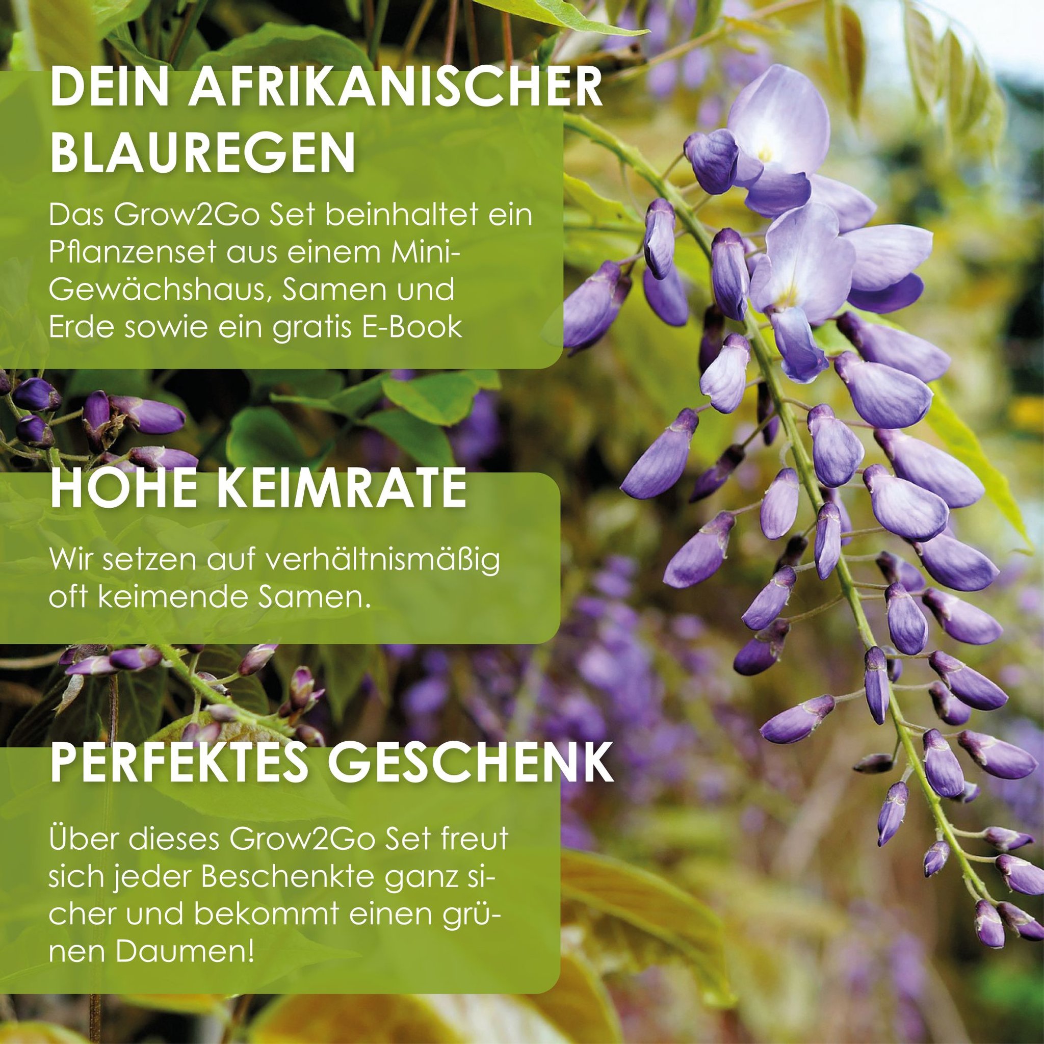 Afrikanischer Blauregen Blütentrauben Vorteile Set hohe Keimrate Geschenk