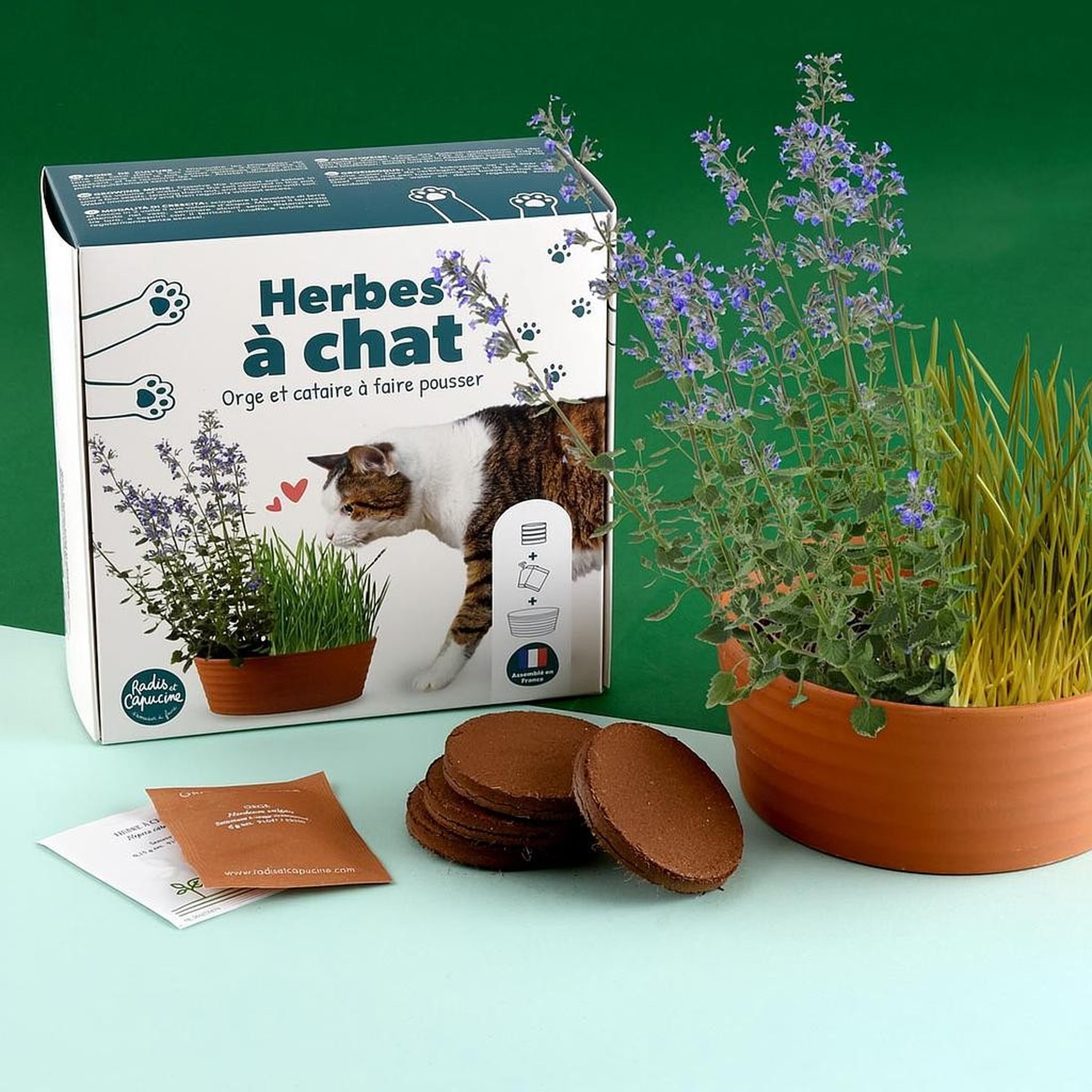 Cat grass growing kit packaging with cat and catnip