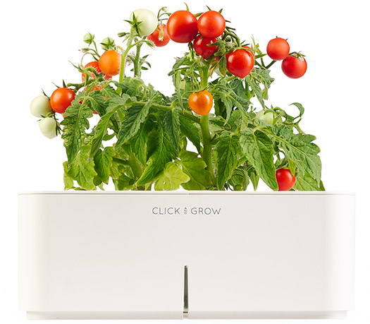 click and grow cherry tomaten