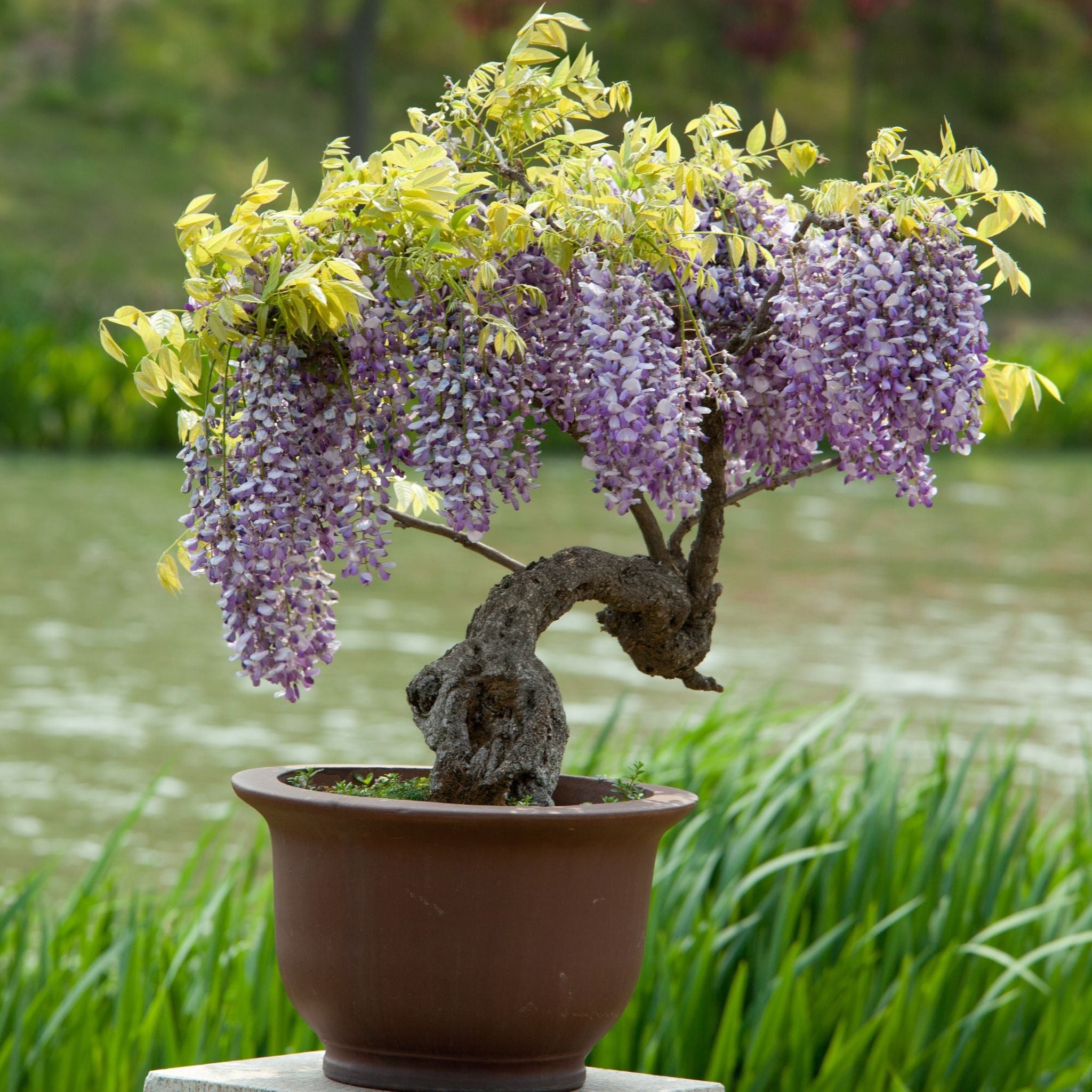 Bolusanthus speciosus Afrikanischer Blauregen als Bonsai-Baum mit lila Blüten