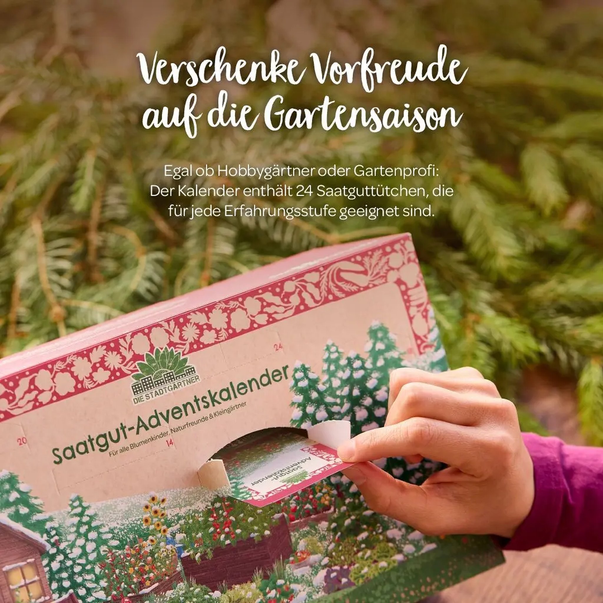 A hand opens a door of the seed advent calendar and pulls out a seed packet