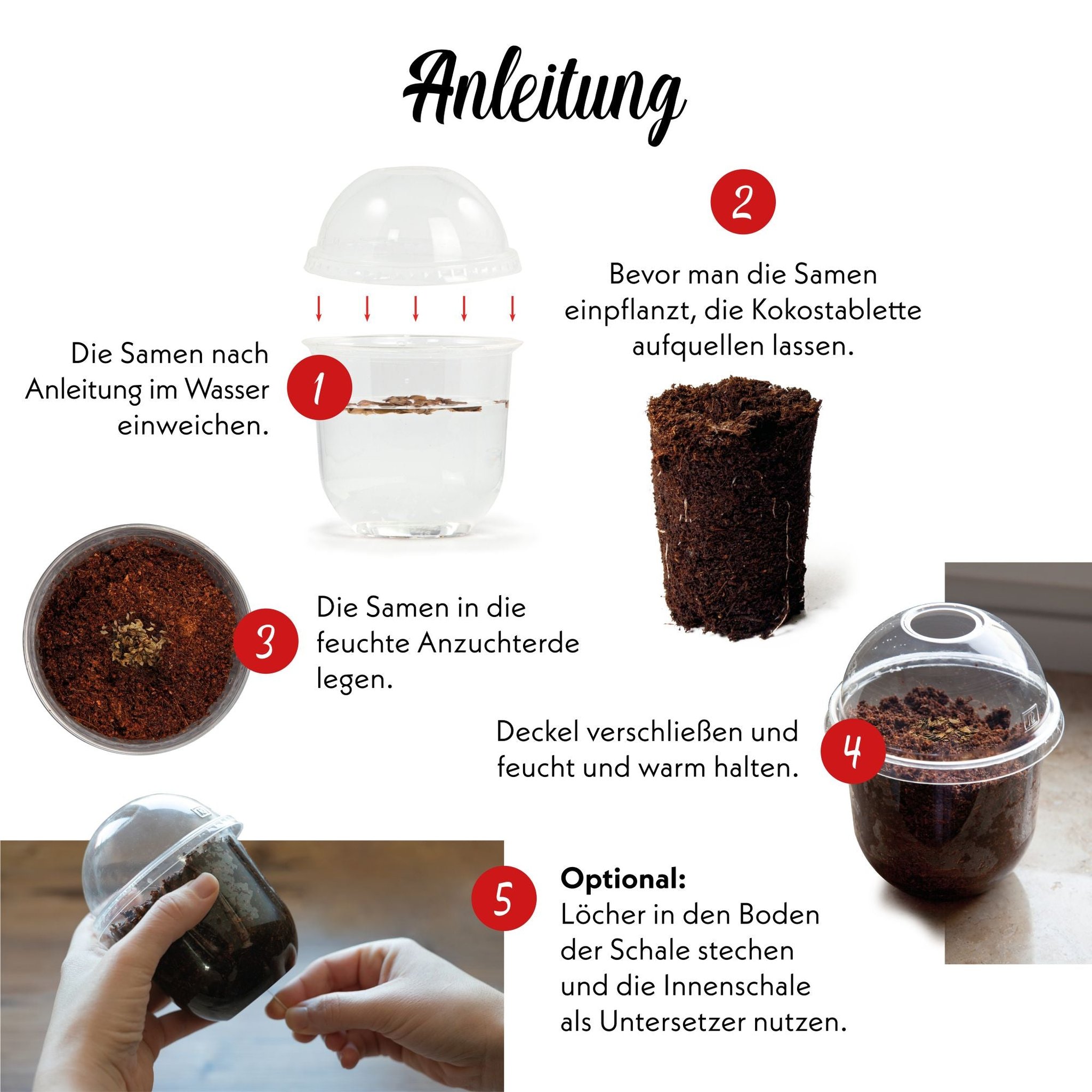 Bonsai Anzucht Anleitung in 5 Schritten Samen einweichen Kokoserde aufquellen