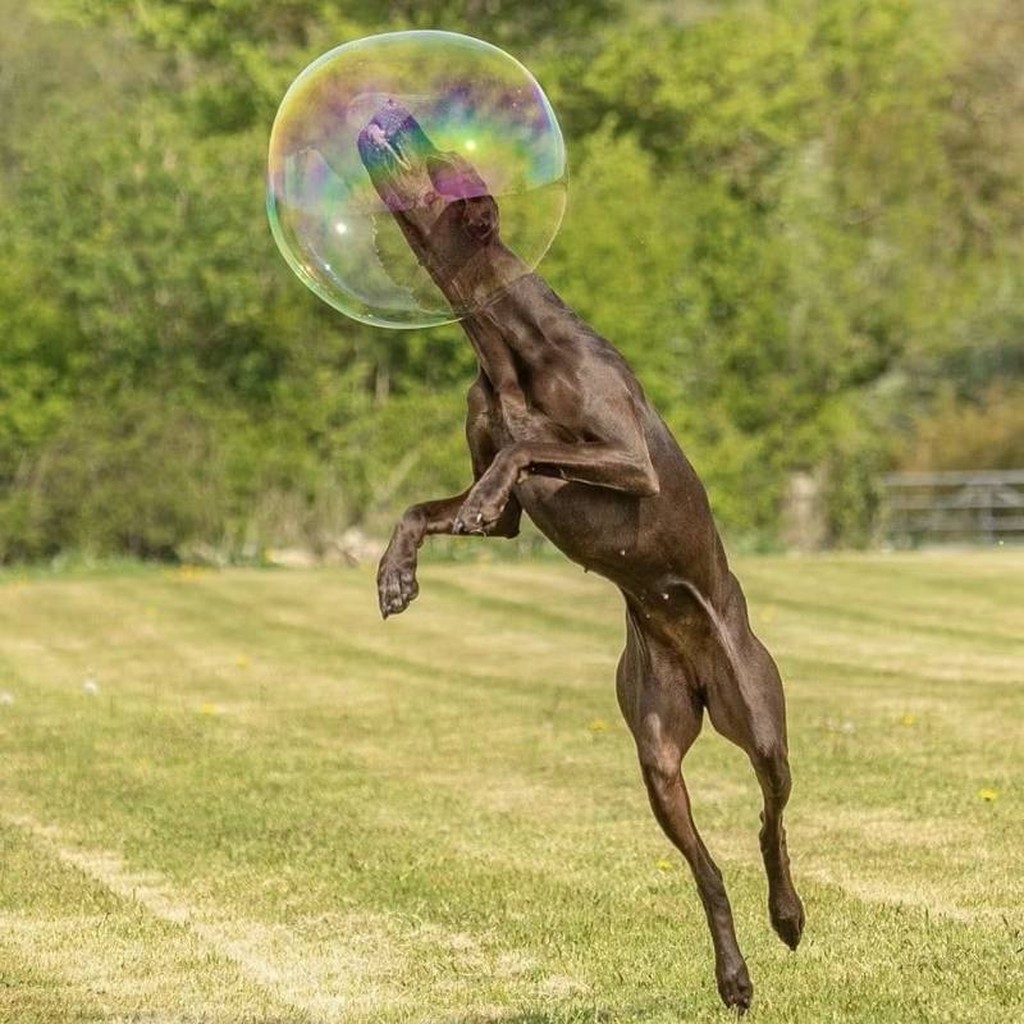 Erdnussbutter Seifenblasen für Hunde von Dr Zigs