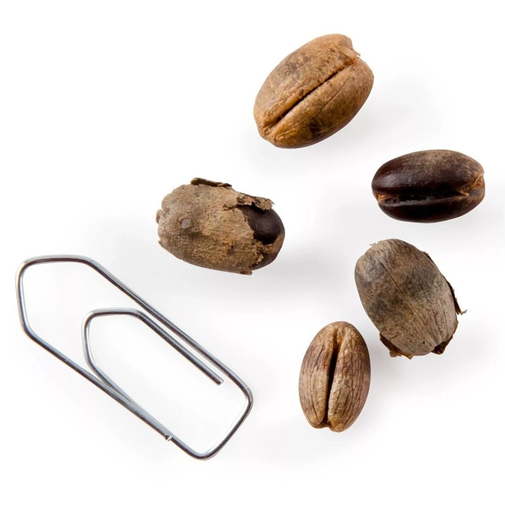 Kanarische Dattelpalmen-Samen