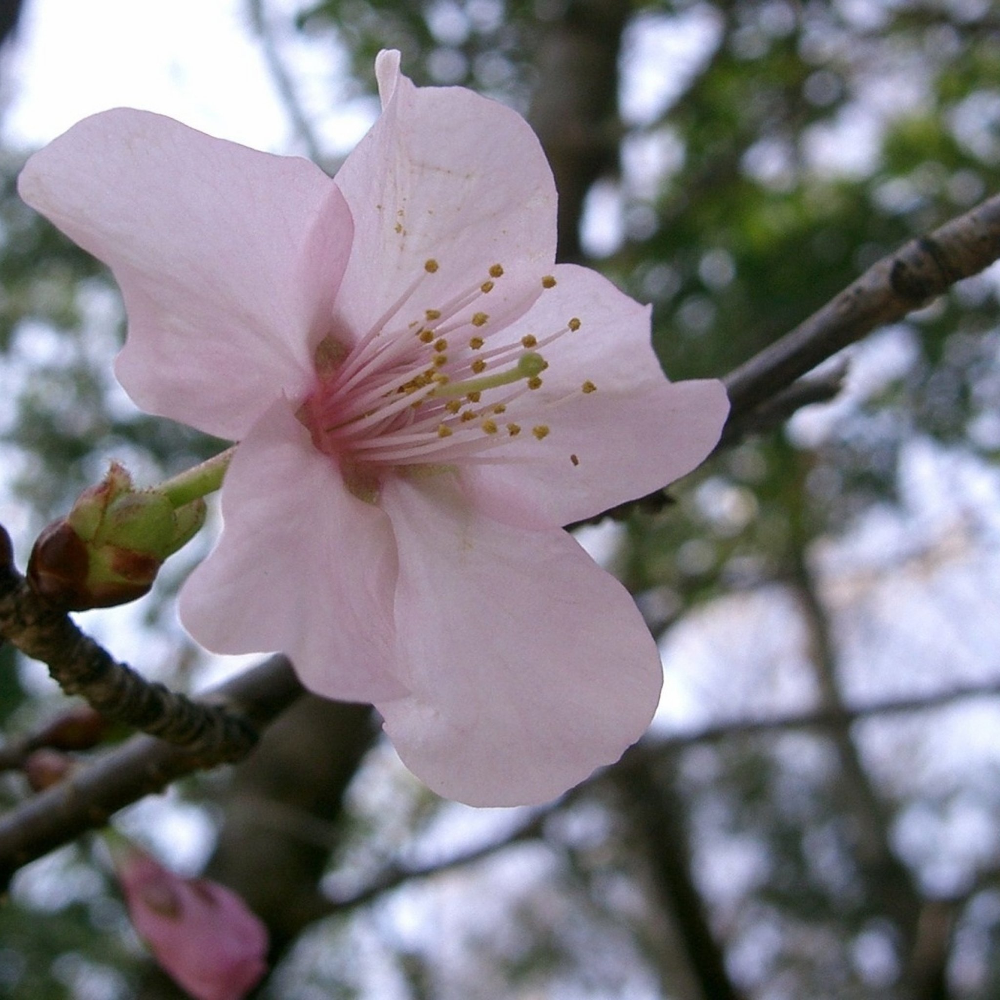 Japanese Cherry Seeds (Sakura)