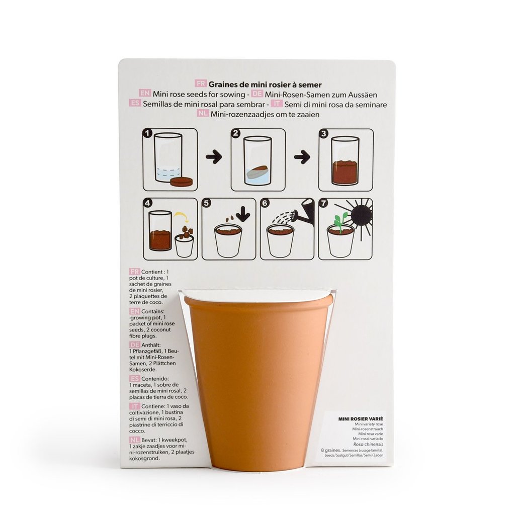 Pflanz-Set Rose All you need is love